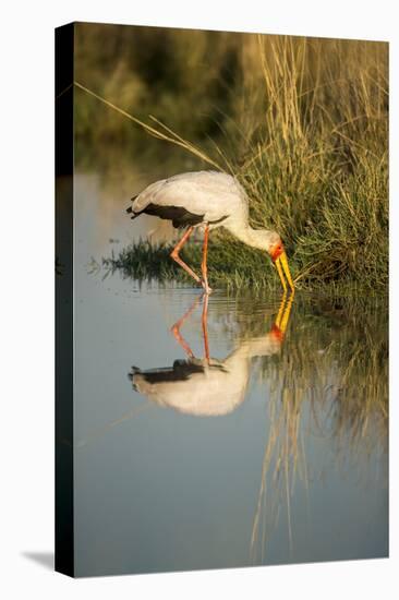 Yellow Billed Stork, Moremi Game Reserve, Botswana-Paul Souders-Premier Image Canvas