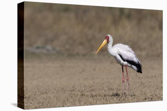 Yellow-billed stork (Mycteria ibis), Moremi Game Reserve, Okavango Delta, Botswana, Africa-Sergio Pitamitz-Premier Image Canvas