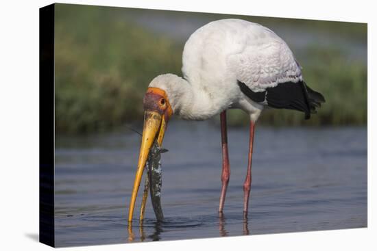 Yellow-billed stork (Mycteria ibis) with fish, Chobe National Park, Botswana-Ann and Steve Toon-Premier Image Canvas