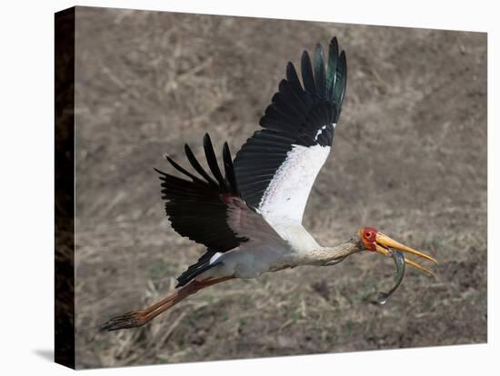 Yellow Billed Stork with Dinne-Scott Bennion-Stretched Canvas