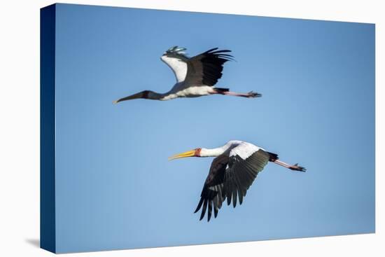 Yellow Billed Storks, Moremi Game Reserve, Botswana-Paul Souders-Premier Image Canvas