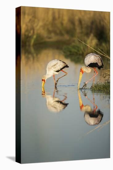 Yellow Billed Storks, Moremi Game Reserve, Botswana-Paul Souders-Premier Image Canvas