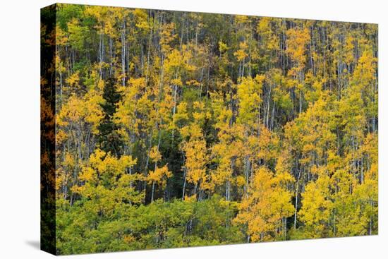 Yellow birch trees in autumn, near Chickaloon-Jan Miracky-Premier Image Canvas