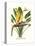 Yellow Bird of Paradise - Mandela's Gold-Louis Van Houtte-Stretched Canvas