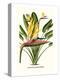 Yellow Bird of Paradise - Mandela's Gold-Louis Van Houtte-Stretched Canvas