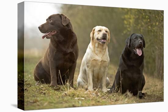 Yellow, Black and Chocolate Labradors Sitting-null-Premier Image Canvas