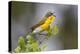 Yellow-breasted Chat (Icteria virens) singing on breeding territory, central Texas, USA, spring-Larry Ditto-Premier Image Canvas