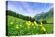 Yellow buttercup flowers in bloom, Madesimo, Valle Spluga, Valtellina, Lombardy, Italy, Europe-Roberto Moiola-Premier Image Canvas