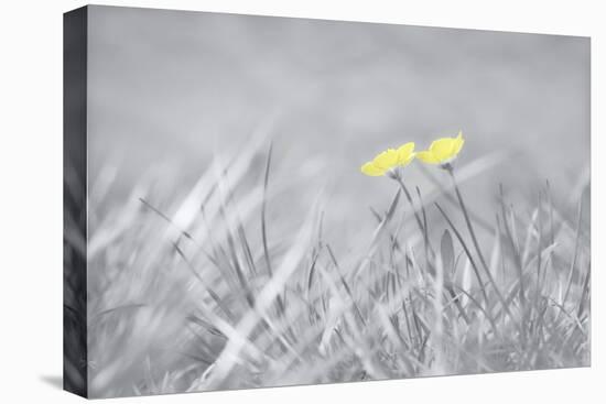 Yellow Buttercups-Adrian Campfield-Premier Image Canvas