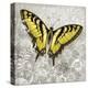 Yellow Butterfly-Alan Hopfensperger-Stretched Canvas