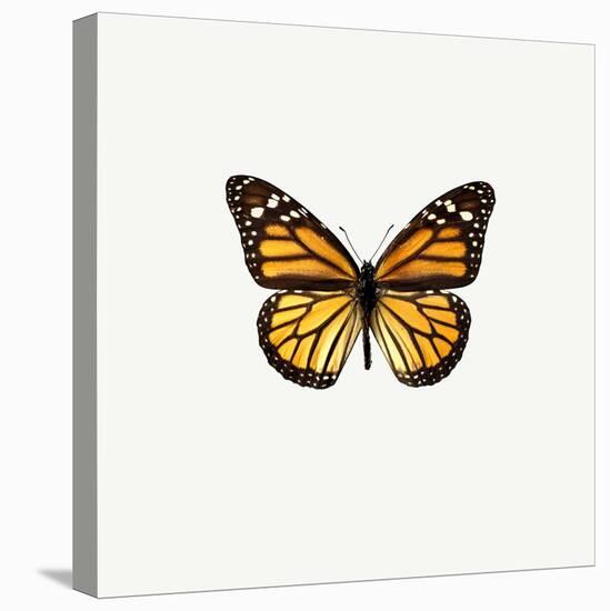 Yellow Butterfly-PhotoINC-Premier Image Canvas