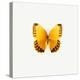Yellow Butterfly-PhotoINC-Premier Image Canvas