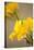 Yellow Calla Lilies-Karyn Millet-Premier Image Canvas