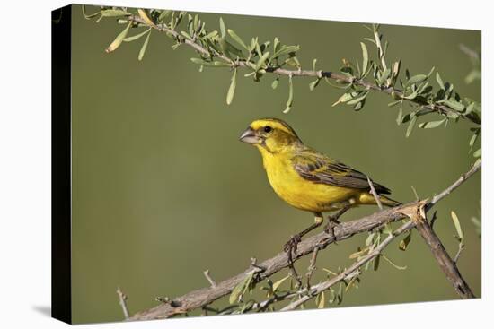 Yellow canary (Crithagra flaviventris), male, Kgalagadi Transfrontier Park, South Africa, Africa-James Hager-Premier Image Canvas