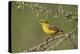 Yellow canary (Crithagra flaviventris), male, Kgalagadi Transfrontier Park, South Africa, Africa-James Hager-Premier Image Canvas