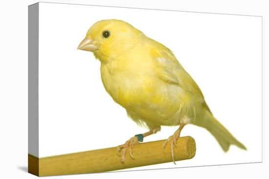 Yellow Canary on Perch-null-Premier Image Canvas