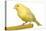 Yellow Canary on Perch-null-Premier Image Canvas