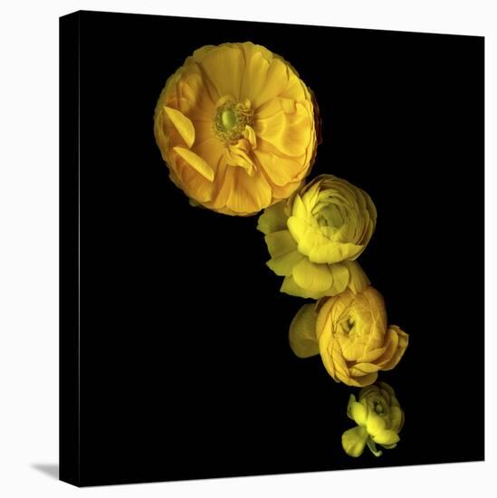 Yellow Cascade - Ranunculus-Magda Indigo-Stretched Canvas