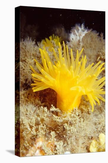 Yellow cave coral off Sark, Channel Isles, UK-Sue Daly-Premier Image Canvas