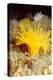 Yellow cave coral off Sark, Channel Isles, UK-Sue Daly-Premier Image Canvas