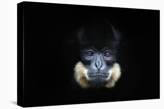 Yellow-Cheeked Gibbon, Nomascus Gabriellae, Detail Portrait of Wild Monkey. Art View of Beautiful A-Ondrej Prosicky-Premier Image Canvas