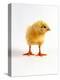 Yellow Chick-Jane Burton-Premier Image Canvas