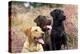Yellow, Chocolate and Black Labradors-null-Premier Image Canvas