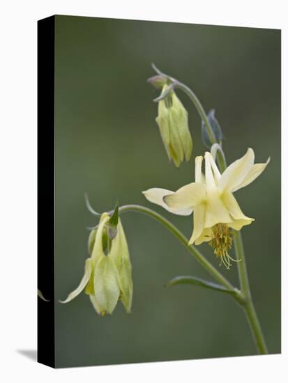 Yellow Columbine (Aquilegia Flavescens), Glacier National Park, Montana-null-Premier Image Canvas