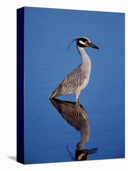 Yellow-crowned Night Heron Wading in Shallow Water, Ding Darling NWR, Sanibel Island, Florida, USA-Charles Sleicher-Premier Image Canvas