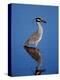 Yellow-crowned Night Heron Wading in Shallow Water, Ding Darling NWR, Sanibel Island, Florida, USA-Charles Sleicher-Premier Image Canvas