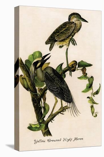 Yellow Crowned Night Heron-John James Audubon-Stretched Canvas
