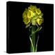 Yellow Daffodil Bouquet-Magda Indigo-Premier Image Canvas