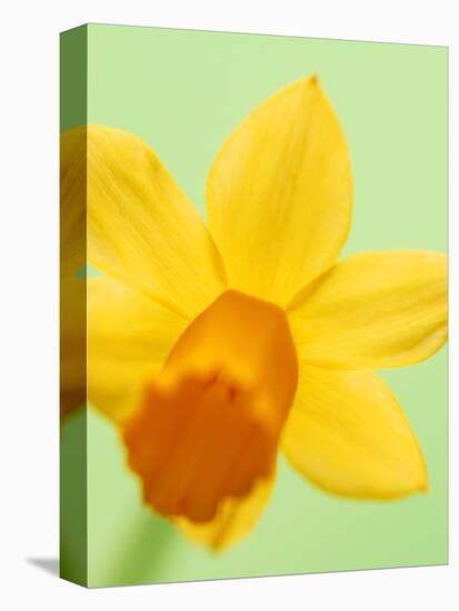 Yellow daffodil-null-Premier Image Canvas