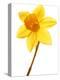 Yellow daffodil-null-Premier Image Canvas