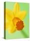 Yellow daffodil-null-Premier Image Canvas