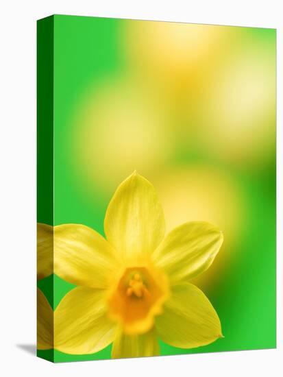 Yellow daffodil-null-Premier Image Canvas