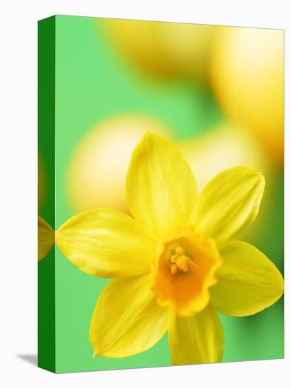 Yellow daffodil-null-Premier Image Canvas