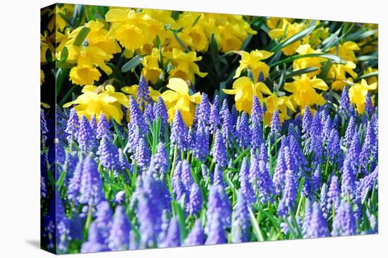 Yellow Daffodils and Blue Grape Hyacinths in Spring Garden 'Keukenhof', Holland-dzain-Premier Image Canvas