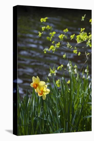 Yellow Daffodils-Anna Miller-Premier Image Canvas