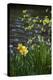 Yellow Daffodils-Anna Miller-Premier Image Canvas