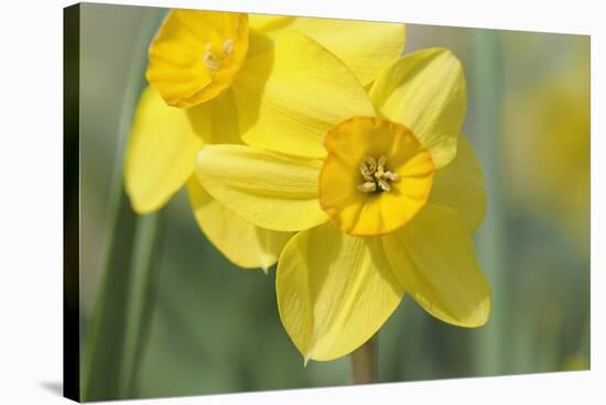 Yellow Daffodils-Cora Niele-Stretched Canvas