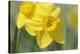 Yellow Daffodils-Cora Niele-Stretched Canvas