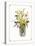 Yellow Daffodils-unknown Capello-Stretched Canvas