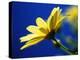 Yellow Daisy-Mitch Diamond-Premier Image Canvas