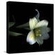 Yellow Dusted Lily-Magda Indigo-Premier Image Canvas