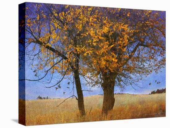 Yellow Elm-Chris Vest-Premier Image Canvas