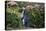 Yellow-Eyed Penguins (Megadyptes Antipodes) Walking Amongst Anisotome Megaherbs-Tui De Roy-Premier Image Canvas