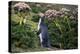 Yellow-Eyed Penguins (Megadyptes Antipodes) Walking Amongst Anisotome Megaherbs-Tui De Roy-Premier Image Canvas