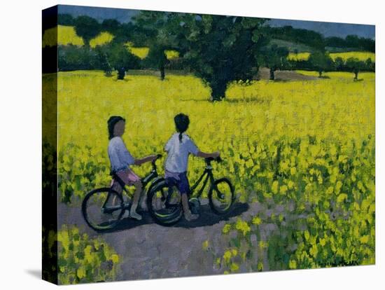 Yellow Field, Kedleston, Derby-Andrew Macara-Premier Image Canvas