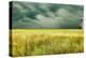 Yellow Field-James McLoughlin-Premier Image Canvas